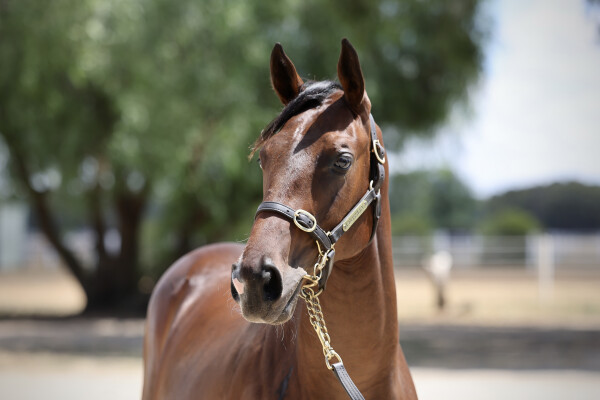 Lot 259: Written Tycoon / La Paris