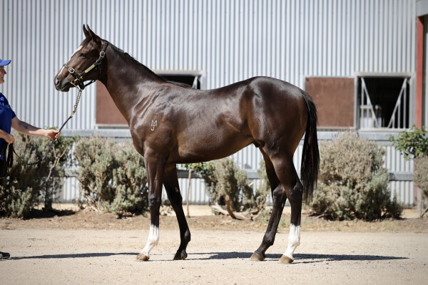 Lot 262: Spirit of Boom / Lady Highly