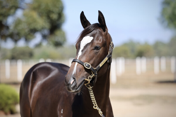 Lot 262: Spirit of Boom / Lady Highly