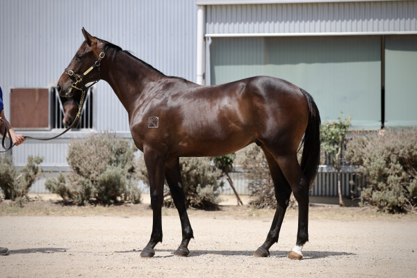 Lot 301: Street Boss (USA) / Mairie