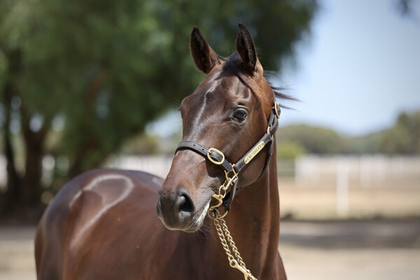 Lot 301: Street Boss (USA) / Mairie