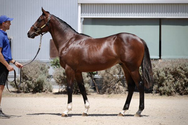 Lot 330: Dundeel (NZ) / Misty Islet (IRE)