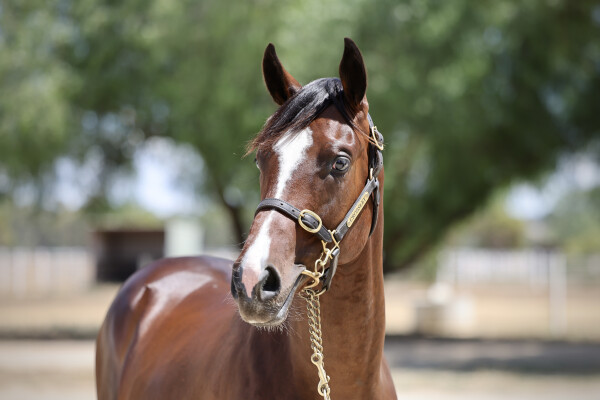 Lot 330: Dundeel (NZ) / Misty Islet (IRE)