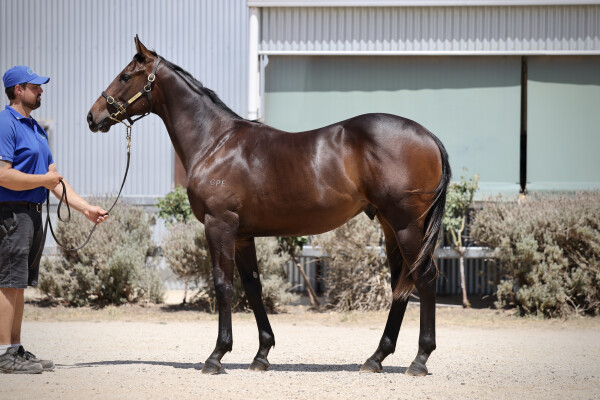 Lot 374: Brazen Beau / Passionate Lass
