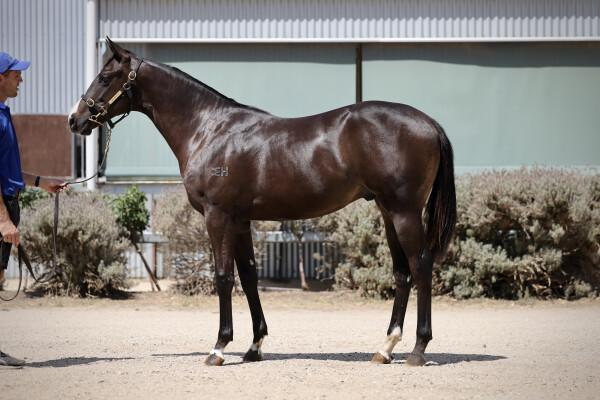 Lot 379: Wooded (IRE) / Personable