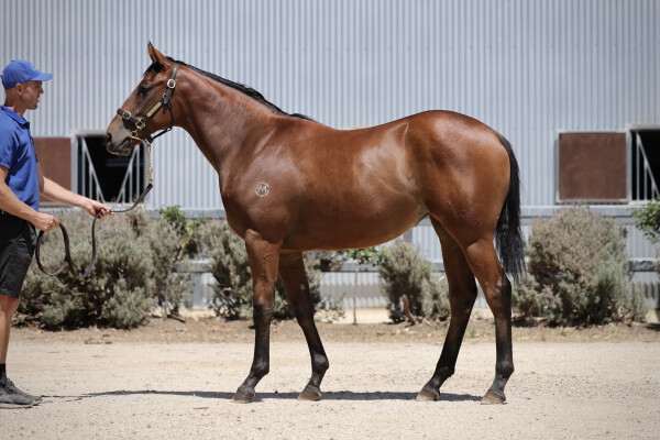 Lot 381: Anders / Petite