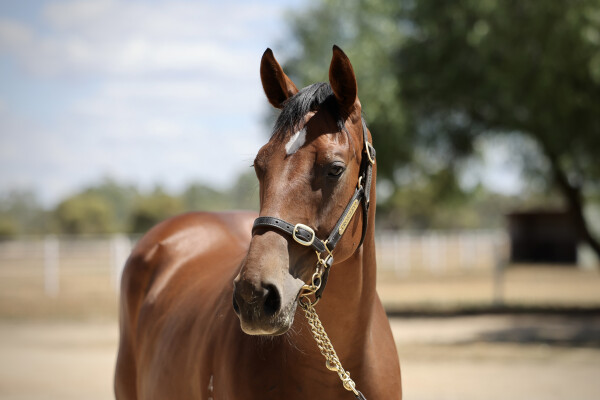 Lot 381: Anders / Petite