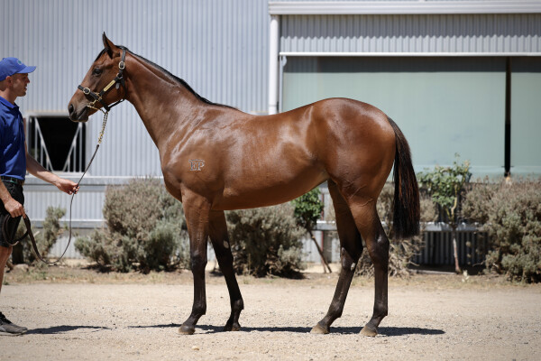 Lot 411: Wild Ruler / Ribbons 'n' Roses (GB)