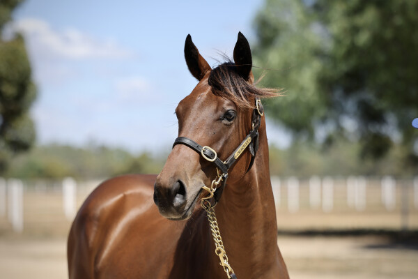 Lot 411: Wild Ruler / Ribbons 'n' Roses (GB)