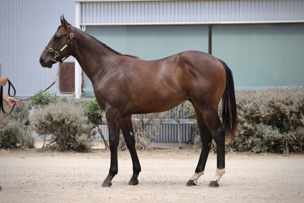 Lot 417: Hanseatic / Roll the Ignition