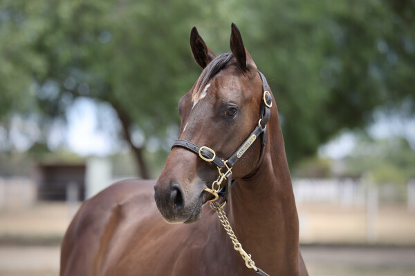 Lot 417: Hanseatic / Roll the Ignition