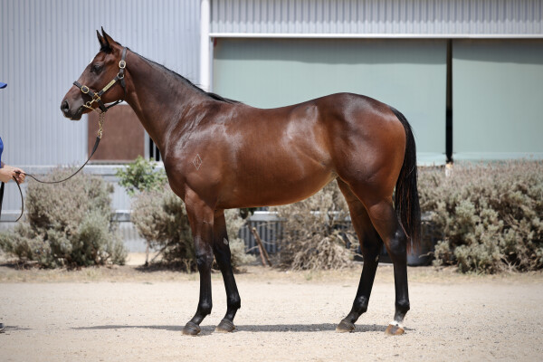 Lot 441: Toronado (IRE) / Sayahailmary