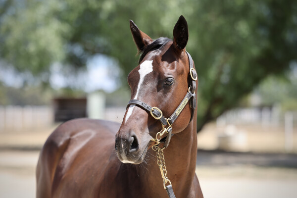 Lot 441: Toronado (IRE) / Sayahailmary