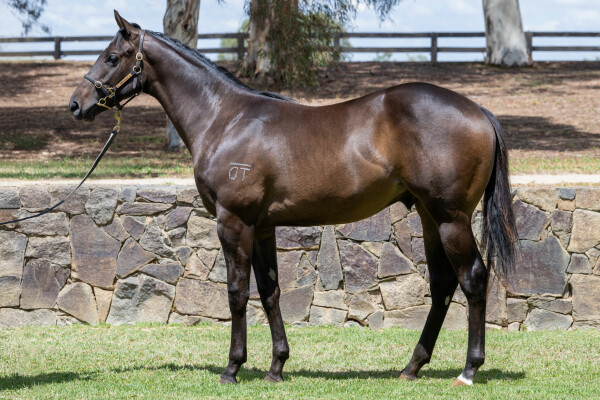 Lot 147: Ole Kirk / Dominant Lady