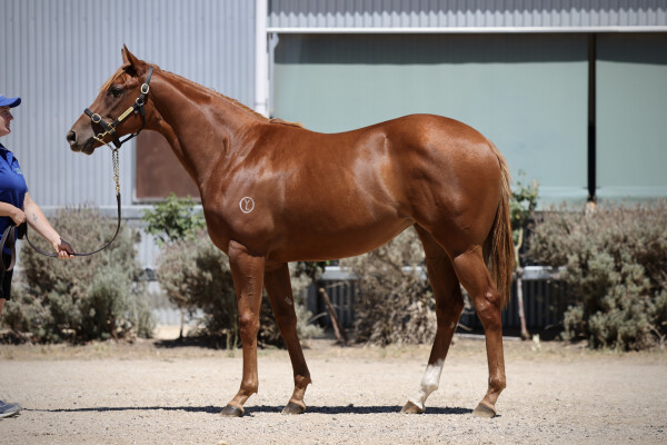 Lot 453: Maurice (JPN) / Set Goals