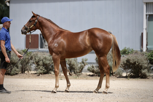 Lot 458: Stay Inside / She's Demanding