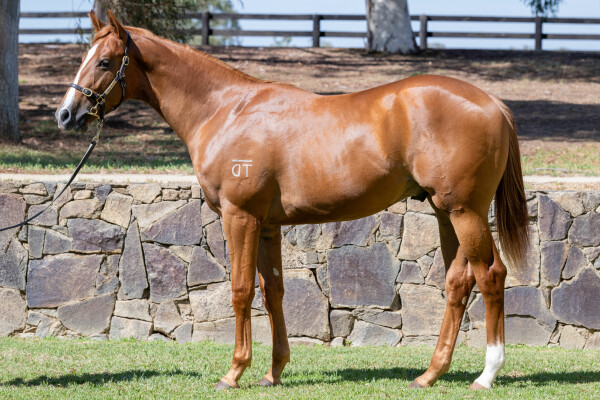 Lot 162: Tagaloa / Exceeds