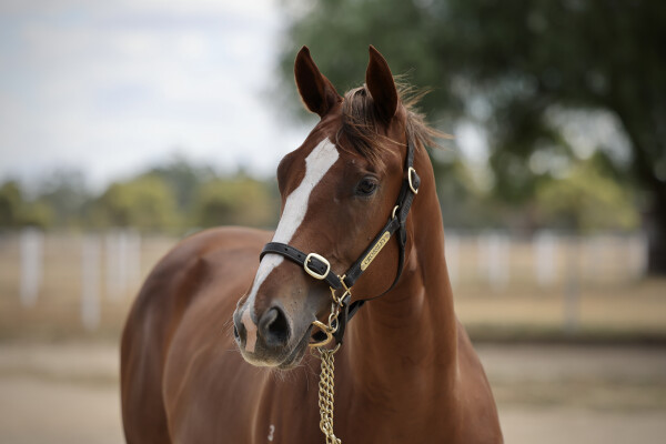 Lot 458: Stay Inside / She's Demanding