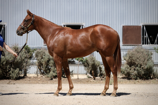 Lot 485: Hanseatic / Sound Lyric