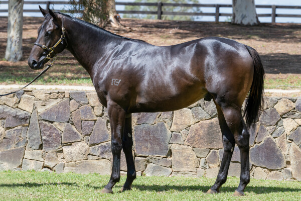 Lot 177: Toronado (IRE) / Frankly Savvy (NZ)