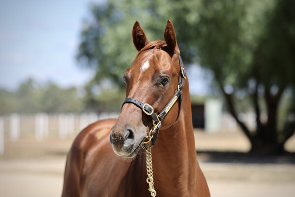 Lot 485: Hanseatic / Sound Lyric