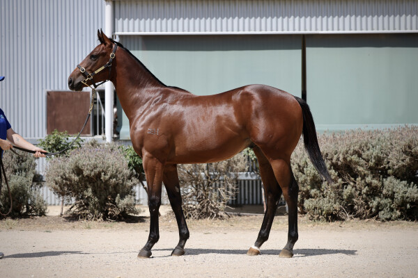 Lot 489: Tassort / Spirited Charlize
