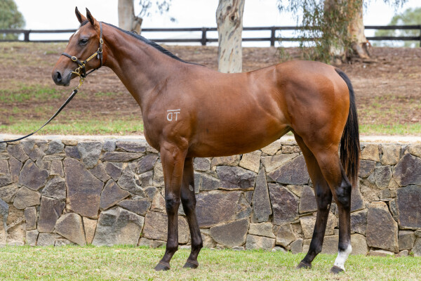 Lot 211: Zoustar / Ilphare (IRE)