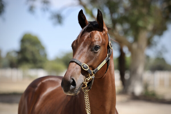 Lot 489: Tassort / Spirited Charlize