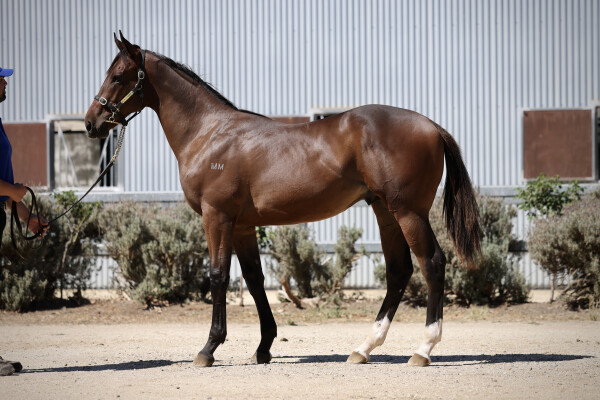 Lot 509: So You Think (NZ) / Swan River