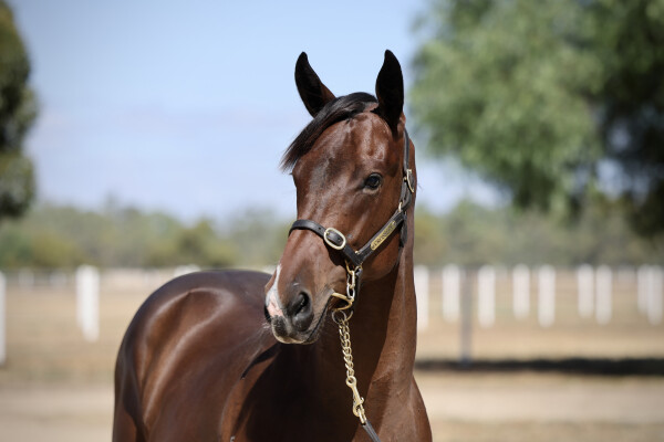 Lot 509: So You Think (NZ) / Swan River