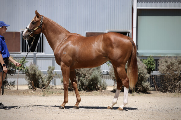 Lot 549: Earthlight (IRE) / Volante