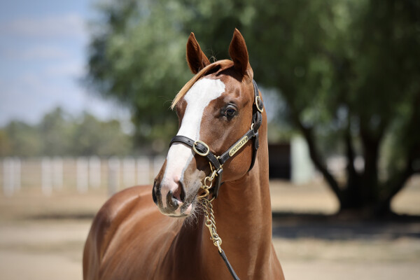 Lot 549: Earthlight (IRE) / Volante