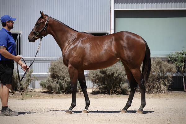 Lot 735: Churchill (IRE) / Rosie Quadrille