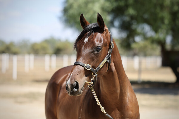 Lot 735: Churchill (IRE) / Rosie Quadrille