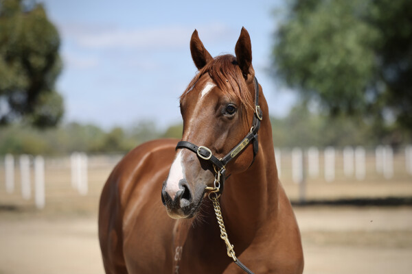 Lot 742: King's Legacy / Safaga