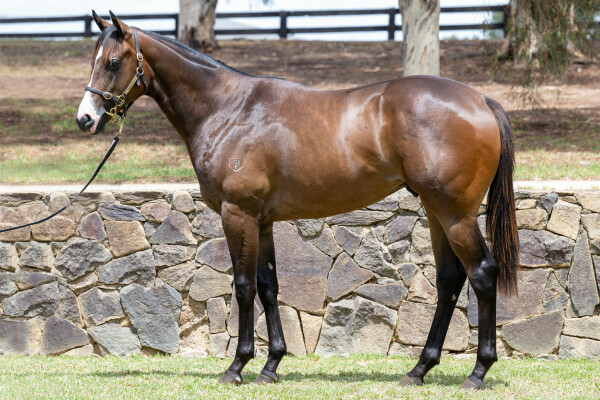 Lot 388: St Mark's Basilica (FR) / Pride Rock