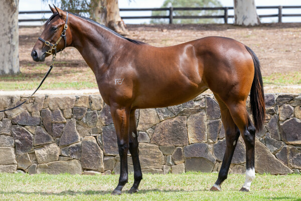 Lot 457: Wootton Bassett (GB) / She's a Treasure (NZ)