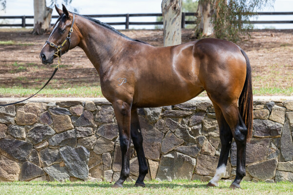 Lot 482: Satono Aladdin (JPN) / Sororia (NZ)