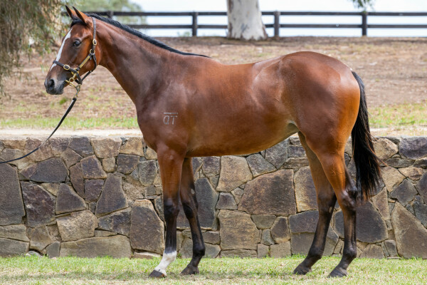 Lot 555: So You Think (NZ) / Wednesday (GB)