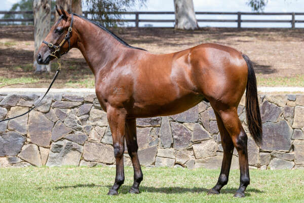 Lot 598: Acrobat / Bushnut