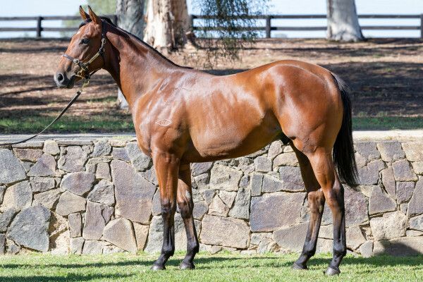 Lot 611: Tiger of Malay / Courseshewill