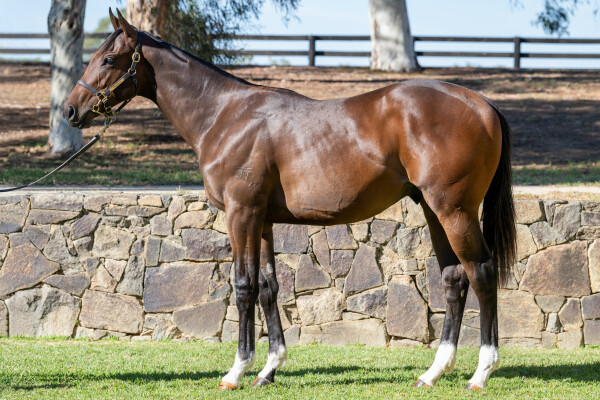 Lot 661: Churchill (IRE) / Jingles