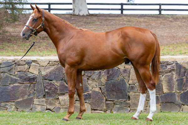 Lot 722: Peltzer / Pragmatism