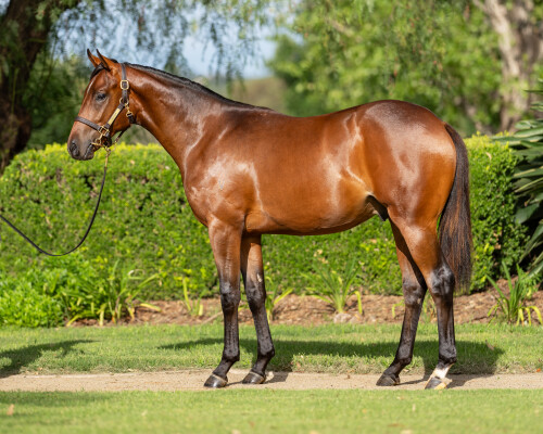 Lot 37: I Am Invincible / Antelope