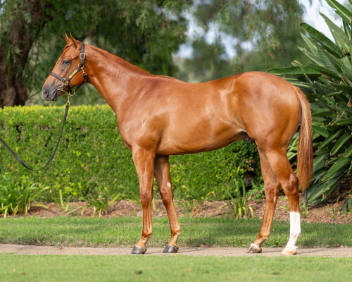 Lot 124: Ole Kirk / Dangerous Liaison