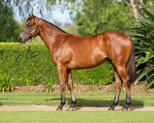 Lot 156: Snitzel / Ellerslie Lace (FR)