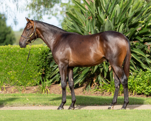 Lot 214: Ole Kirk / Indiana Wells (FR)