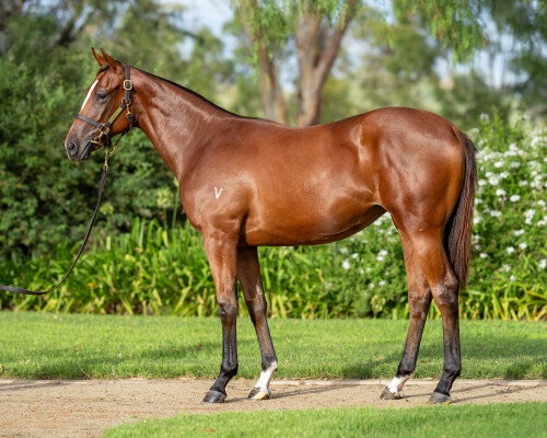 Lot 286: Rubick / Luminova (NZ)