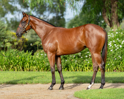 Lot 336: Exceed and Excel / Moqueen