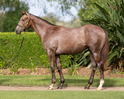 Lot 366: All Too Hard / Orvieto